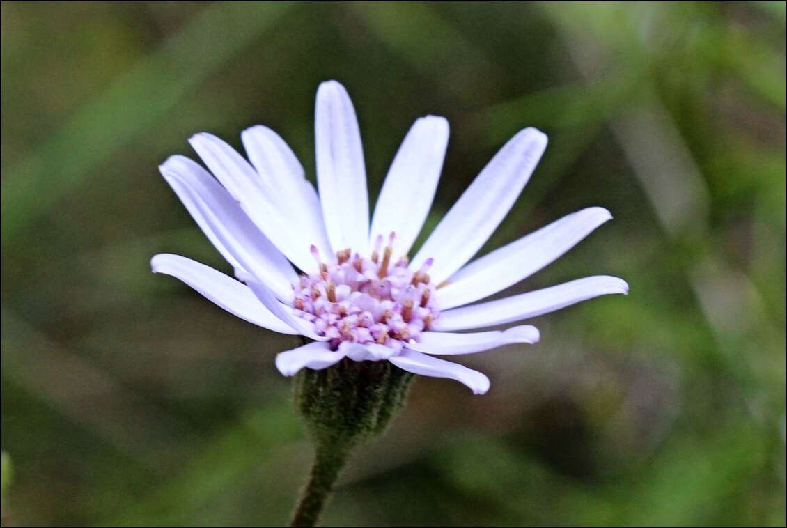 Olearia asterotricha subsp. lobata Messina resmi