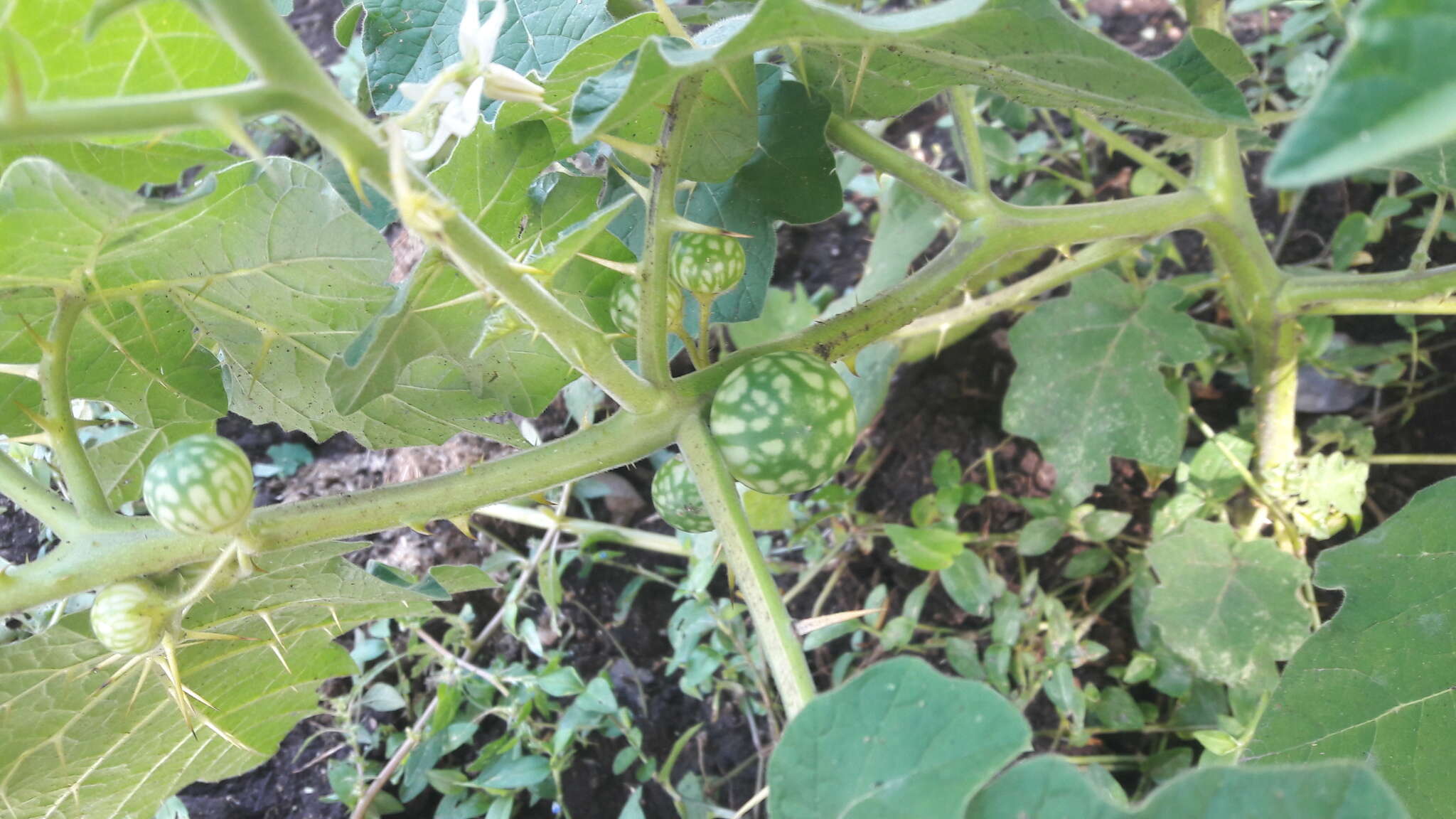 Image of tropical soda apple