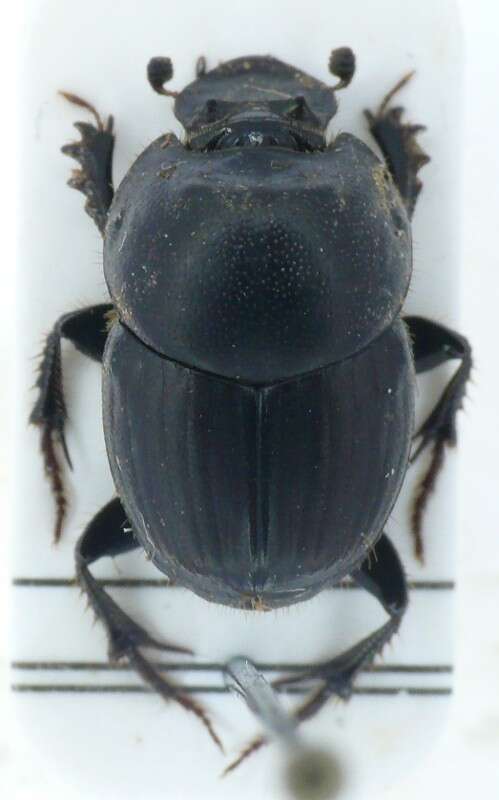 Image of Bull Headed Dung Beetle