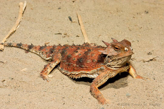 Image of Cedros Island Horned Lizard