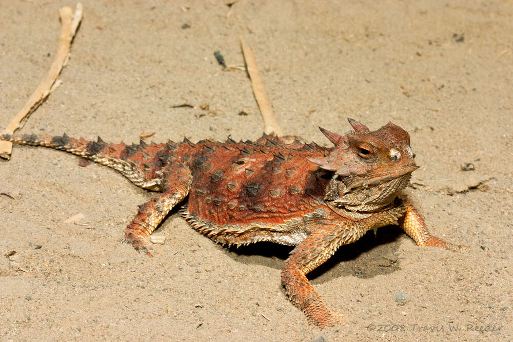 Image of Cedros Island Horned Lizard