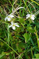 Image de Arenaria ciliata L.