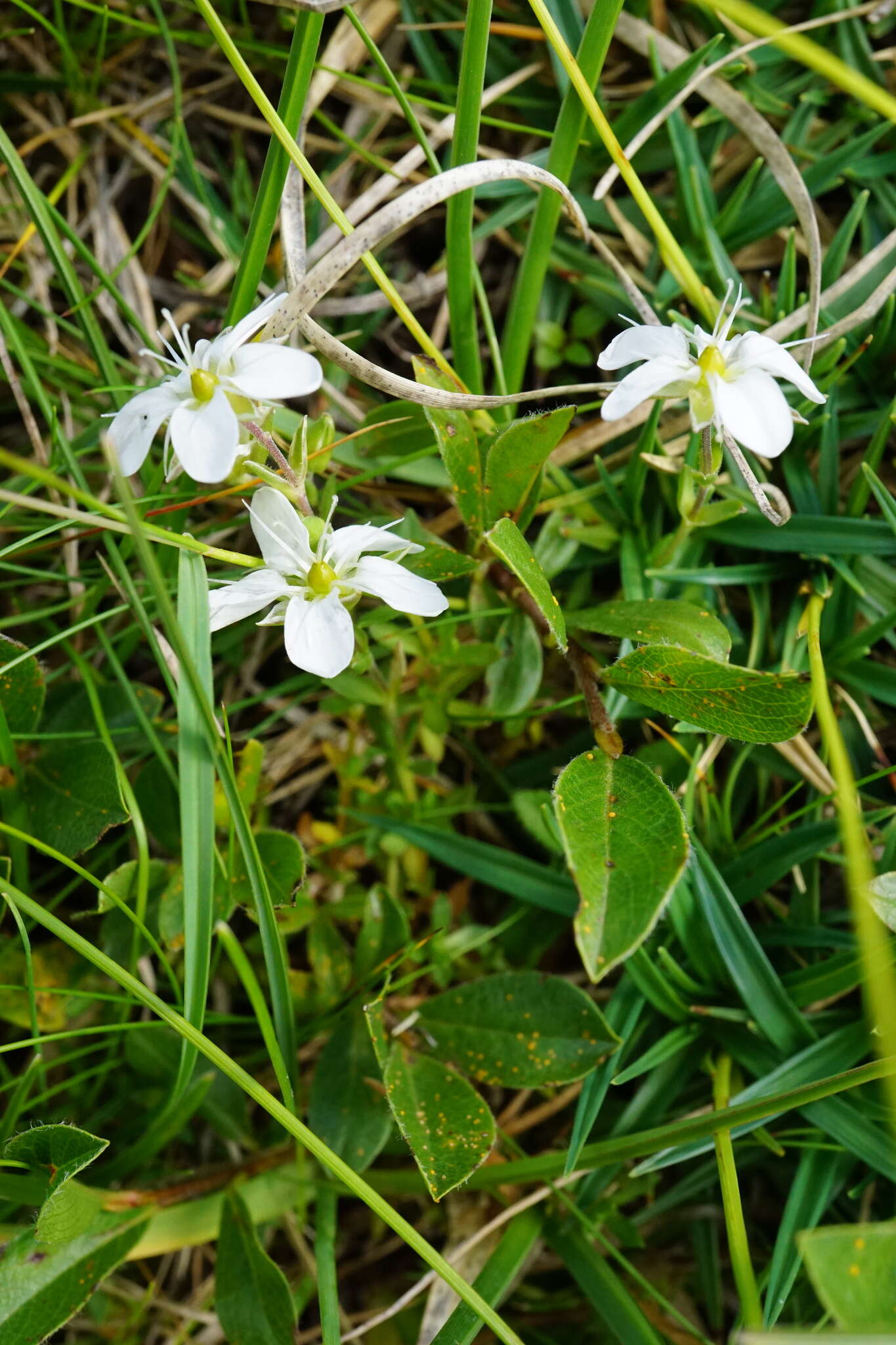 Image de Arenaria ciliata L.