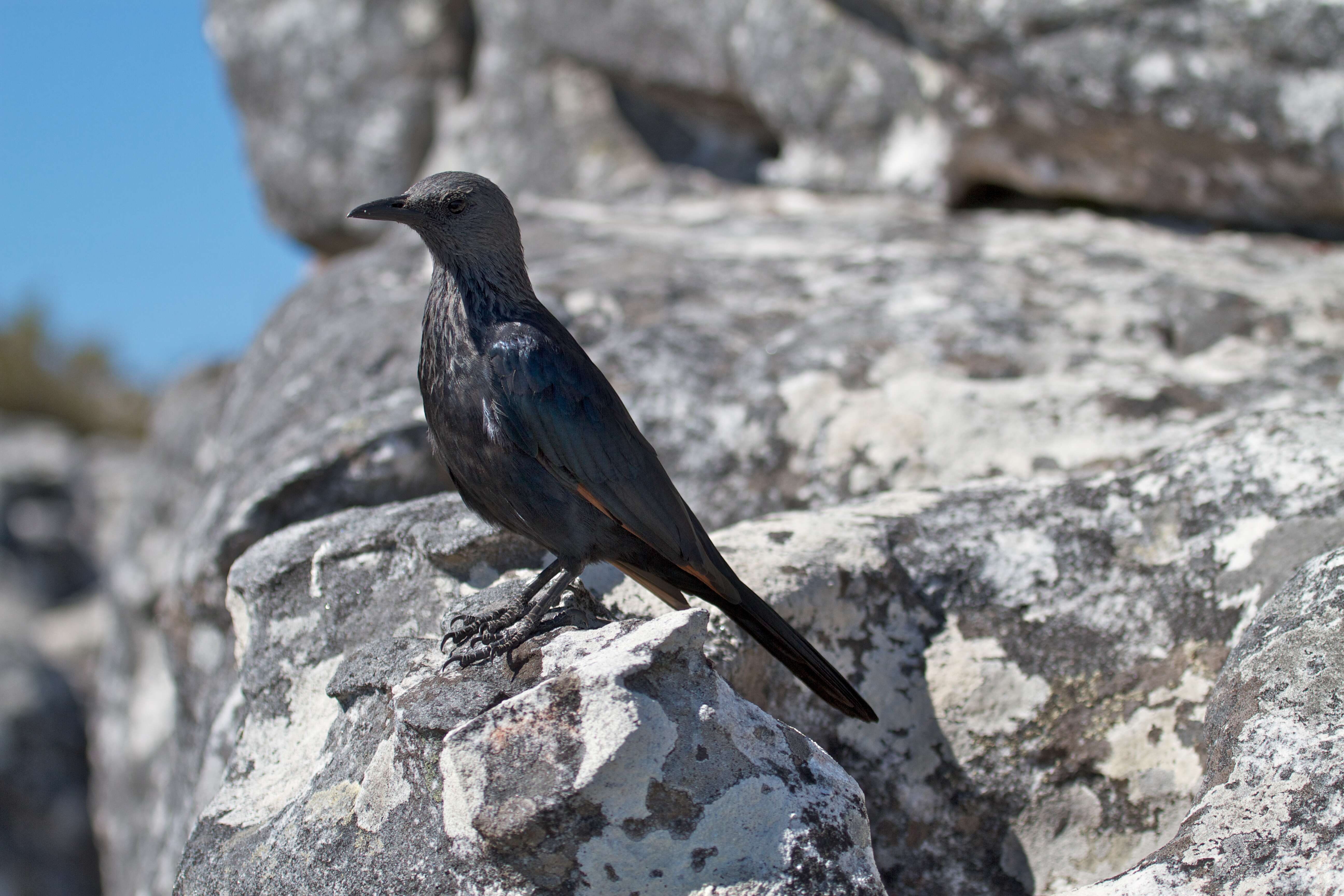 Image of Red-winged Starling