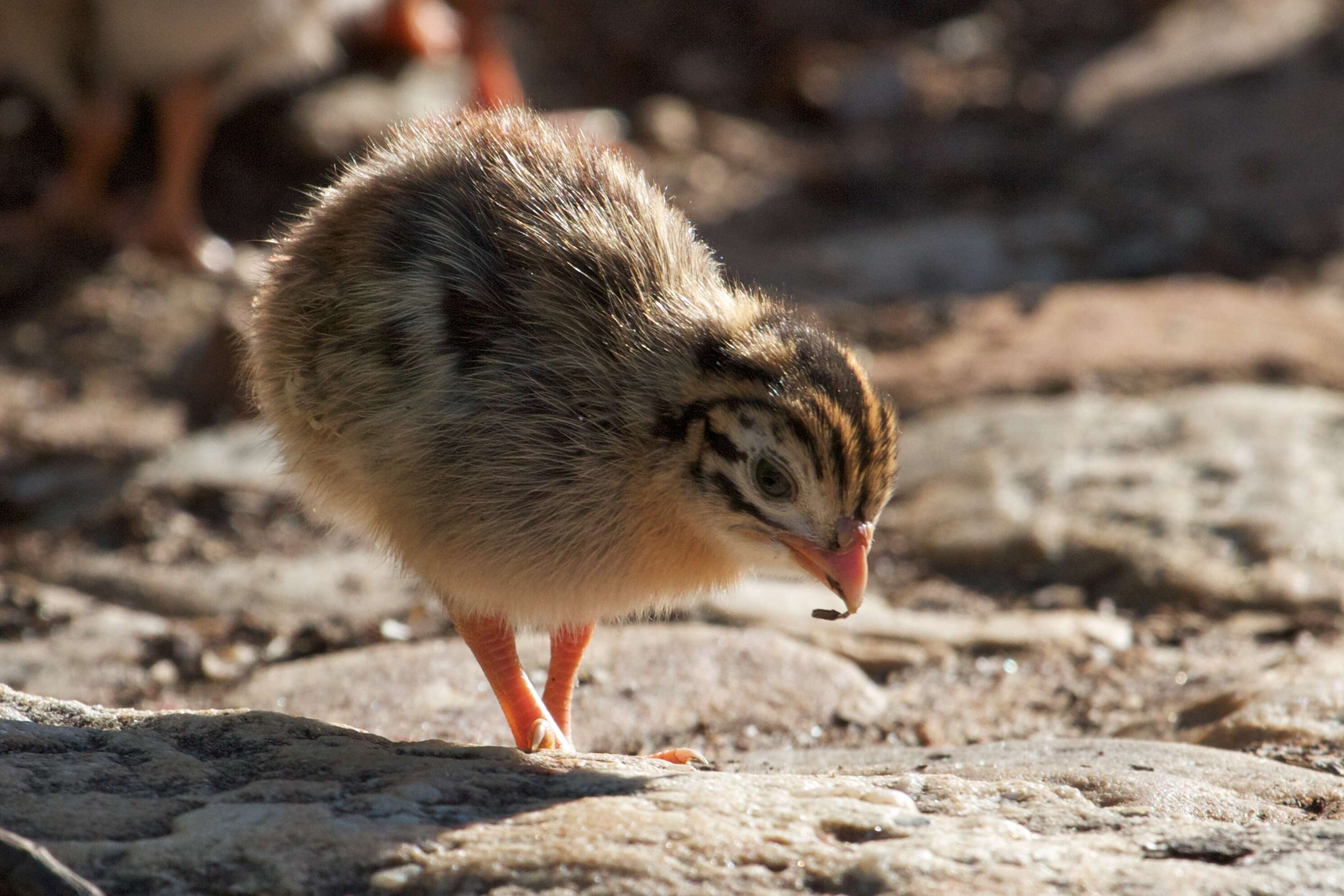 Image of guineafowls