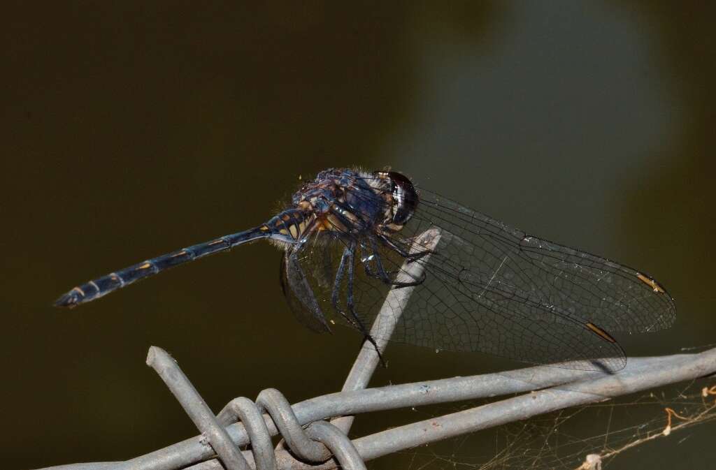 Слика од Trithemis aconita Lieftinck 1969