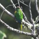 Image of Santa Marta Conure