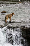 Image of Northwestern wolf