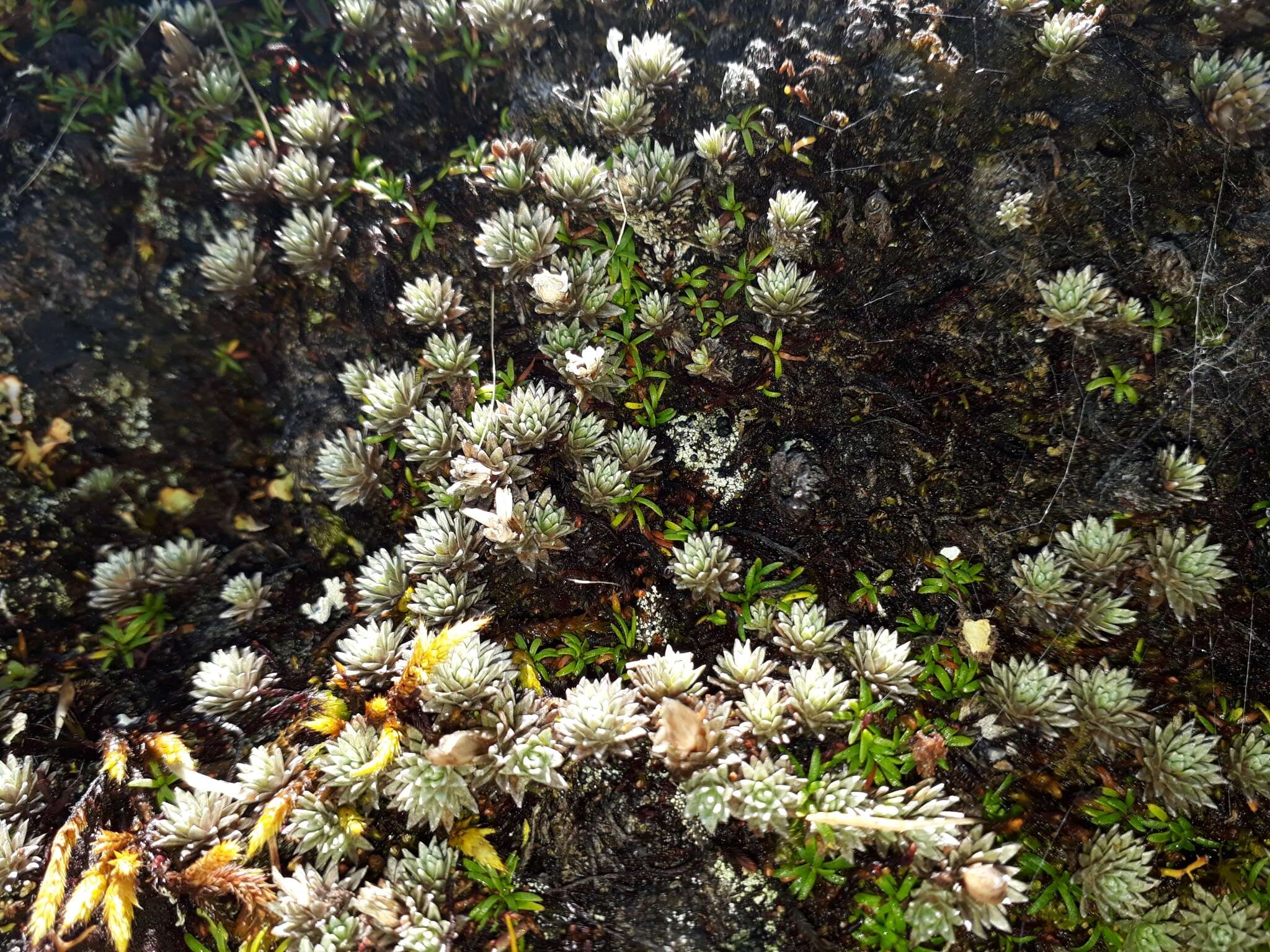 Plancia ëd Psychrophyton grandiflorum (Hook. fil.) Beauv.