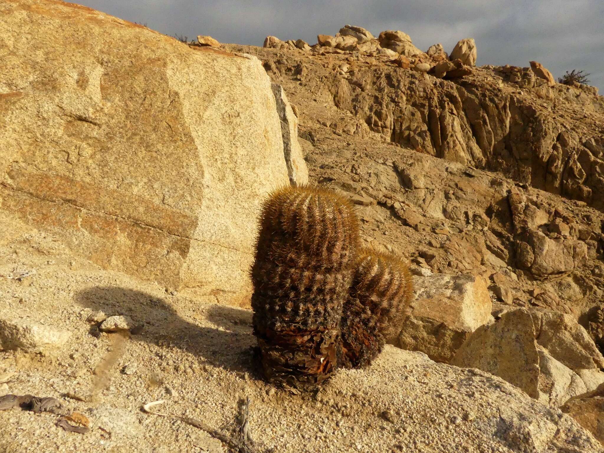 Image of Copiapoa longistaminea F. Ritter