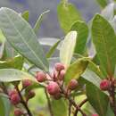 Image of Ficus variolosa Lindl. ex Benth.