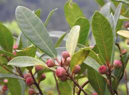 Image of Ficus variolosa Lindl. ex Benth.