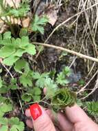 Image of Aquilegia olympica Boiss.