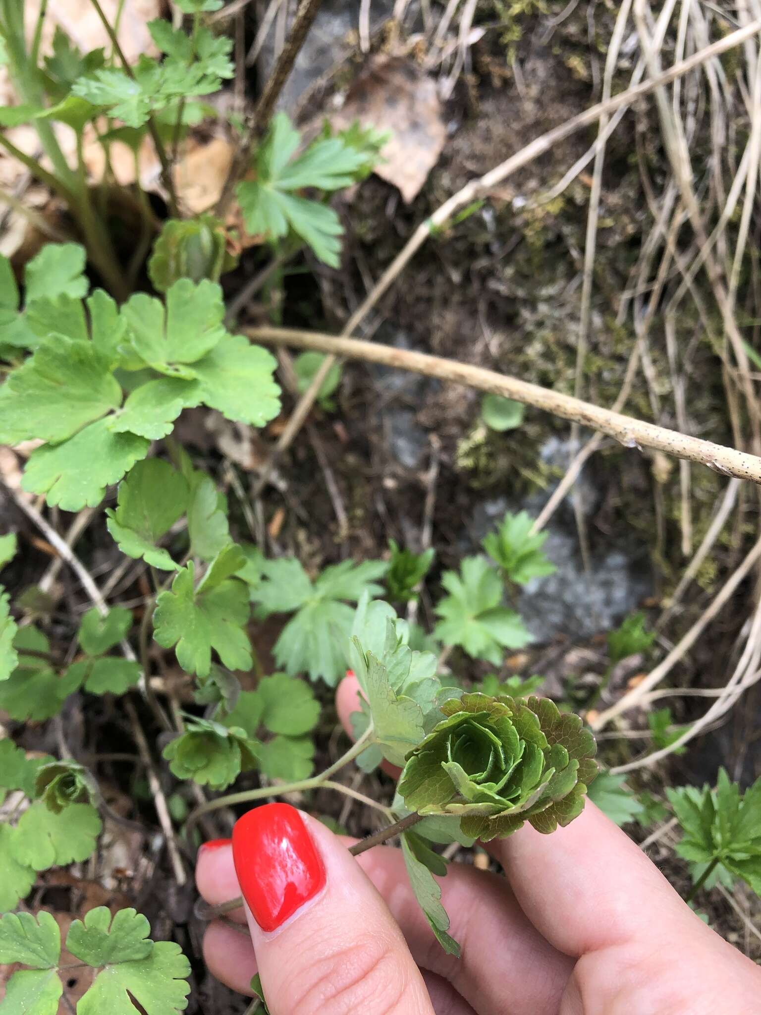 青莲耧斗菜的圖片