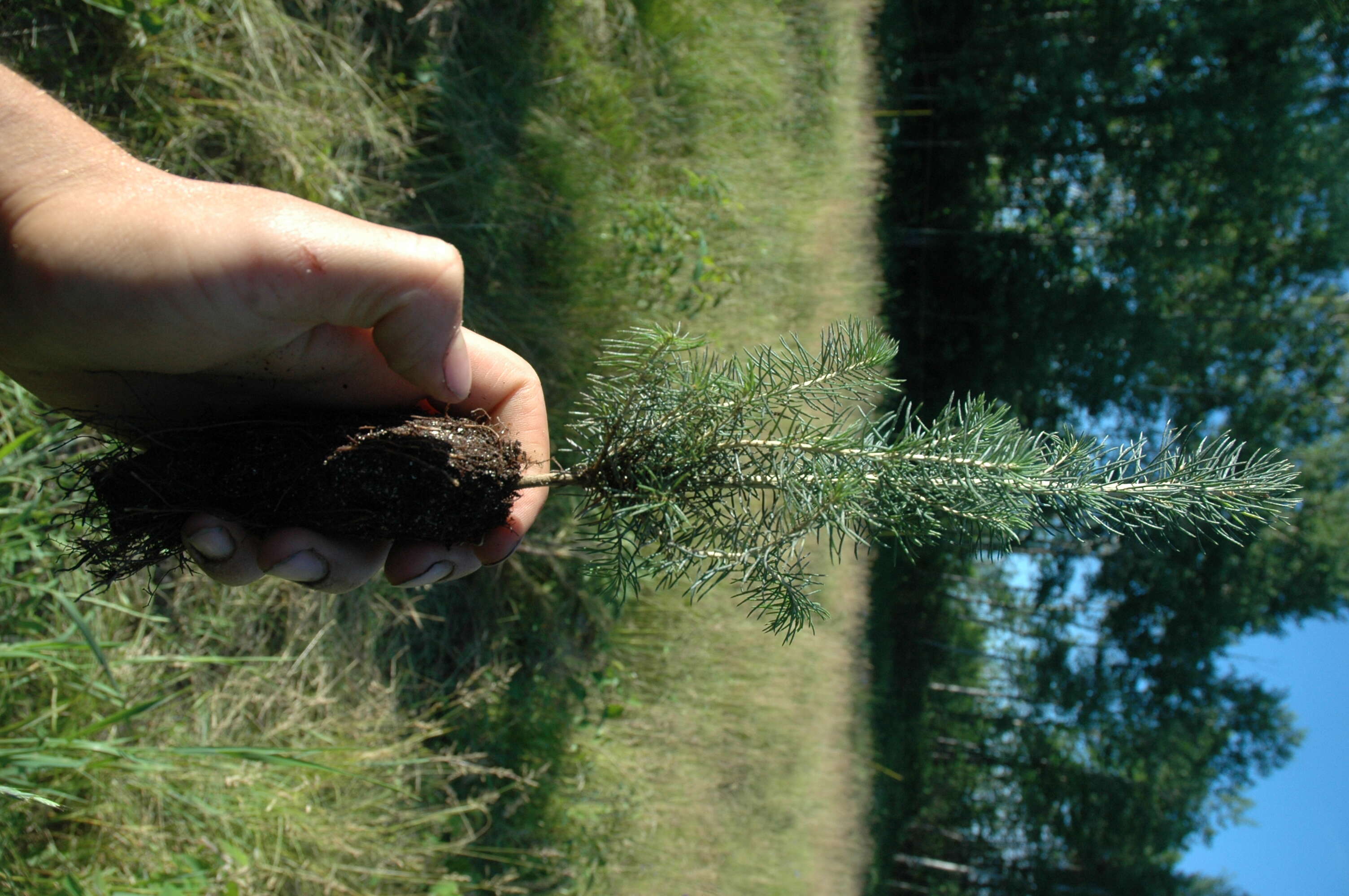 Image of Canadian Spruce