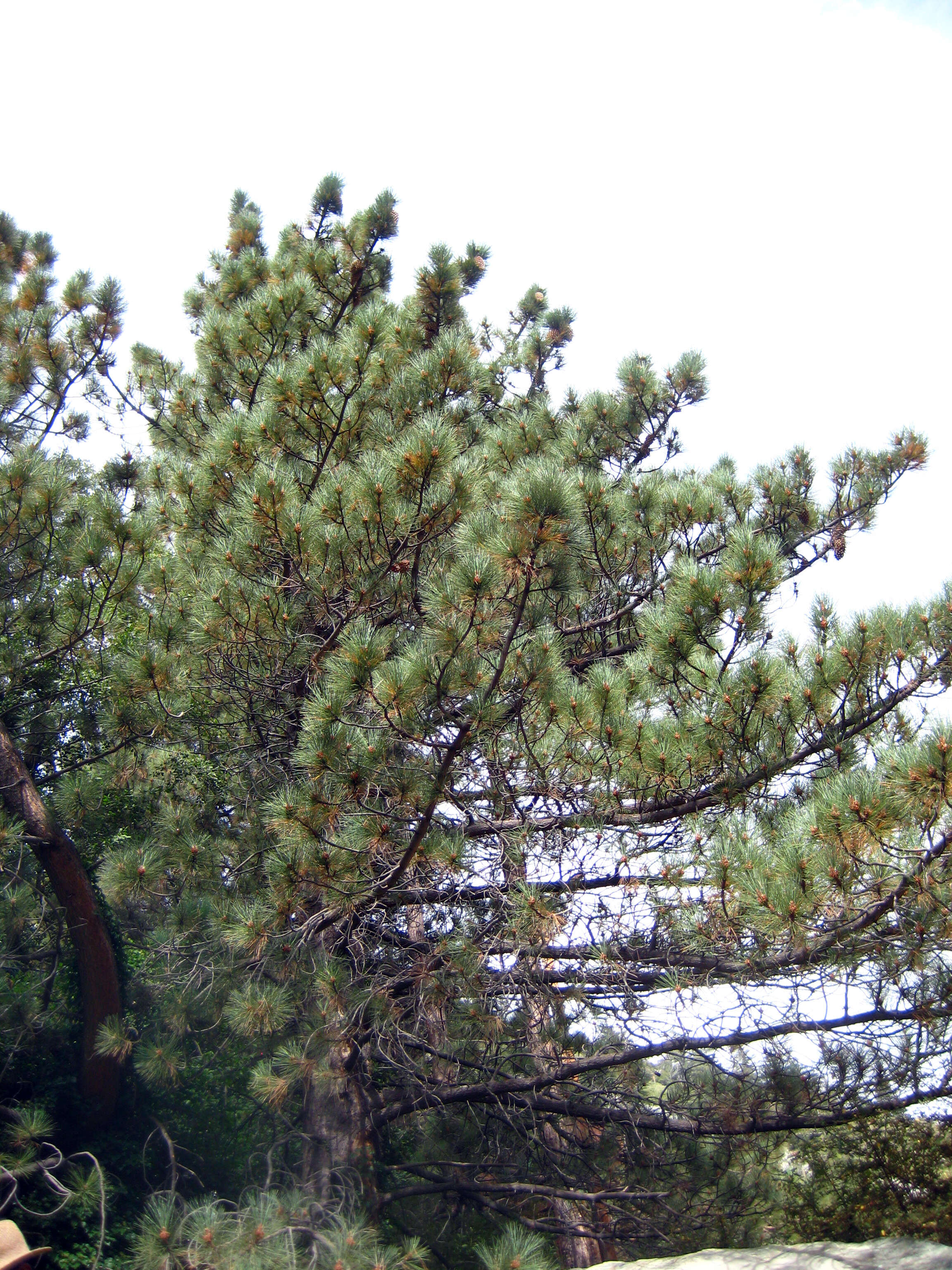 Image of Coulter pine