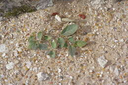 Acleisanthes anisophylla A. Gray resmi