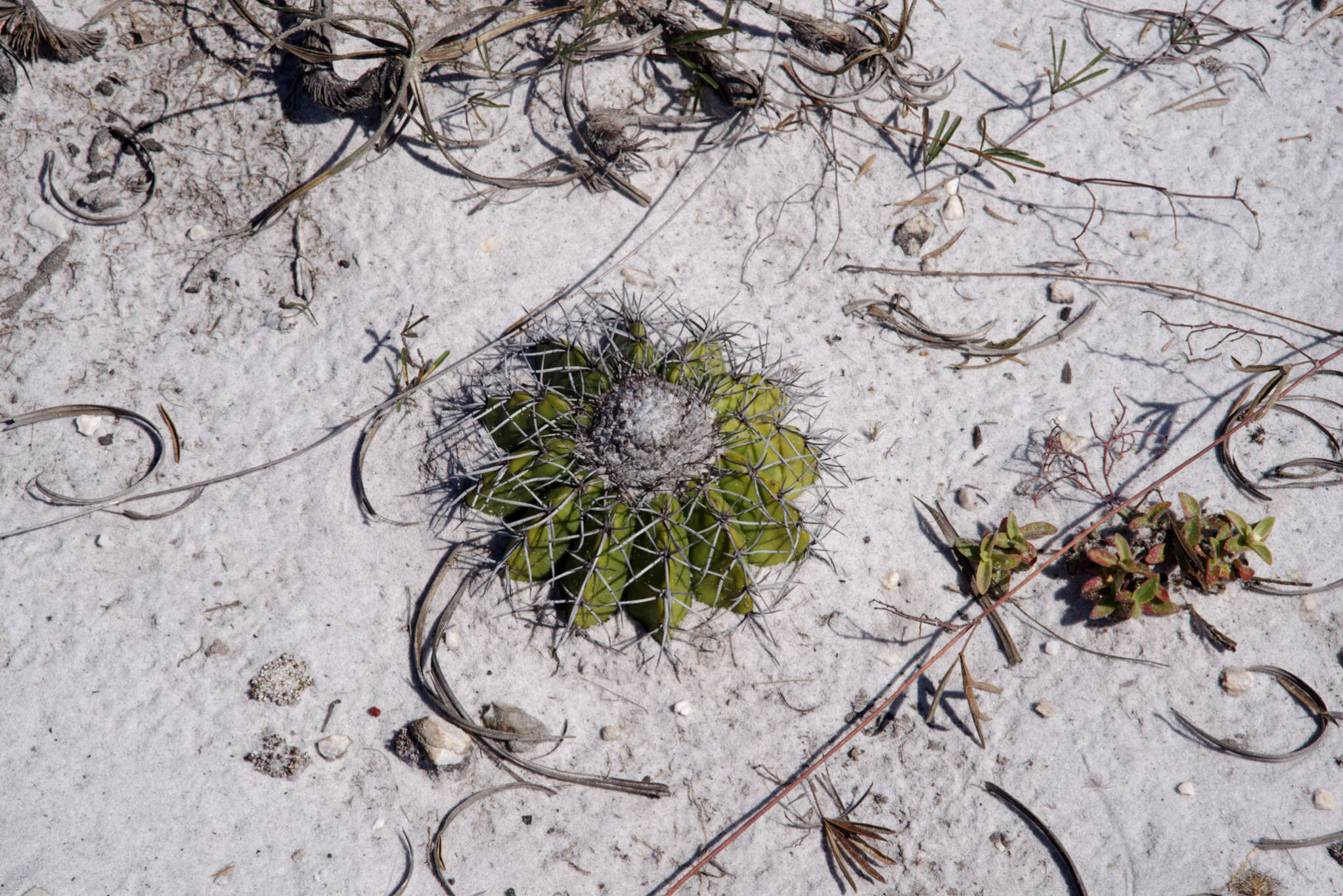 Image of Discocactus pseudoinsignis N. P. Taylor & Zappi