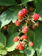 Image of black raspberry