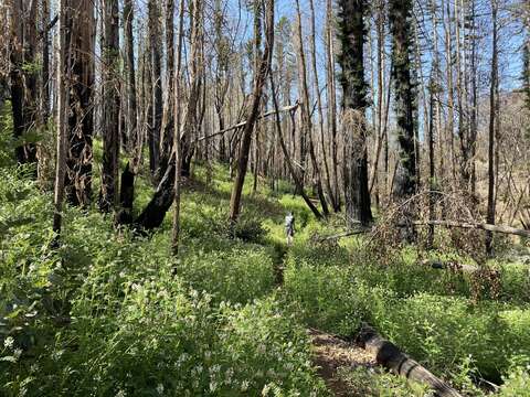 Image of Humboldt County milkvetch