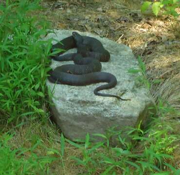 Image of Moccasins