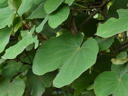 Image of Bauhinia vahlii Wight & Arn.