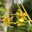 Image of Oncidium lineoligerum Rchb. fil. & Warsz.