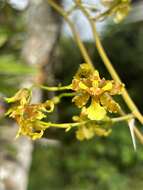 Image of Oncidium lineoligerum Rchb. fil. & Warsz.