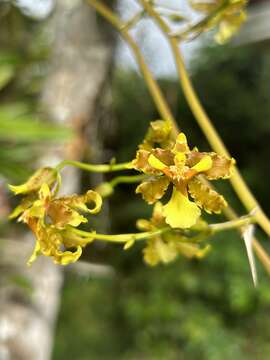 Слика од Oncidium lineoligerum Rchb. fil. & Warsz.