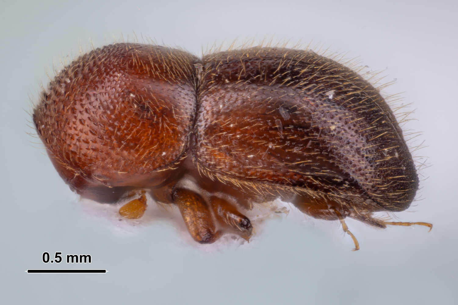 Image of granulated ambrosia beetle