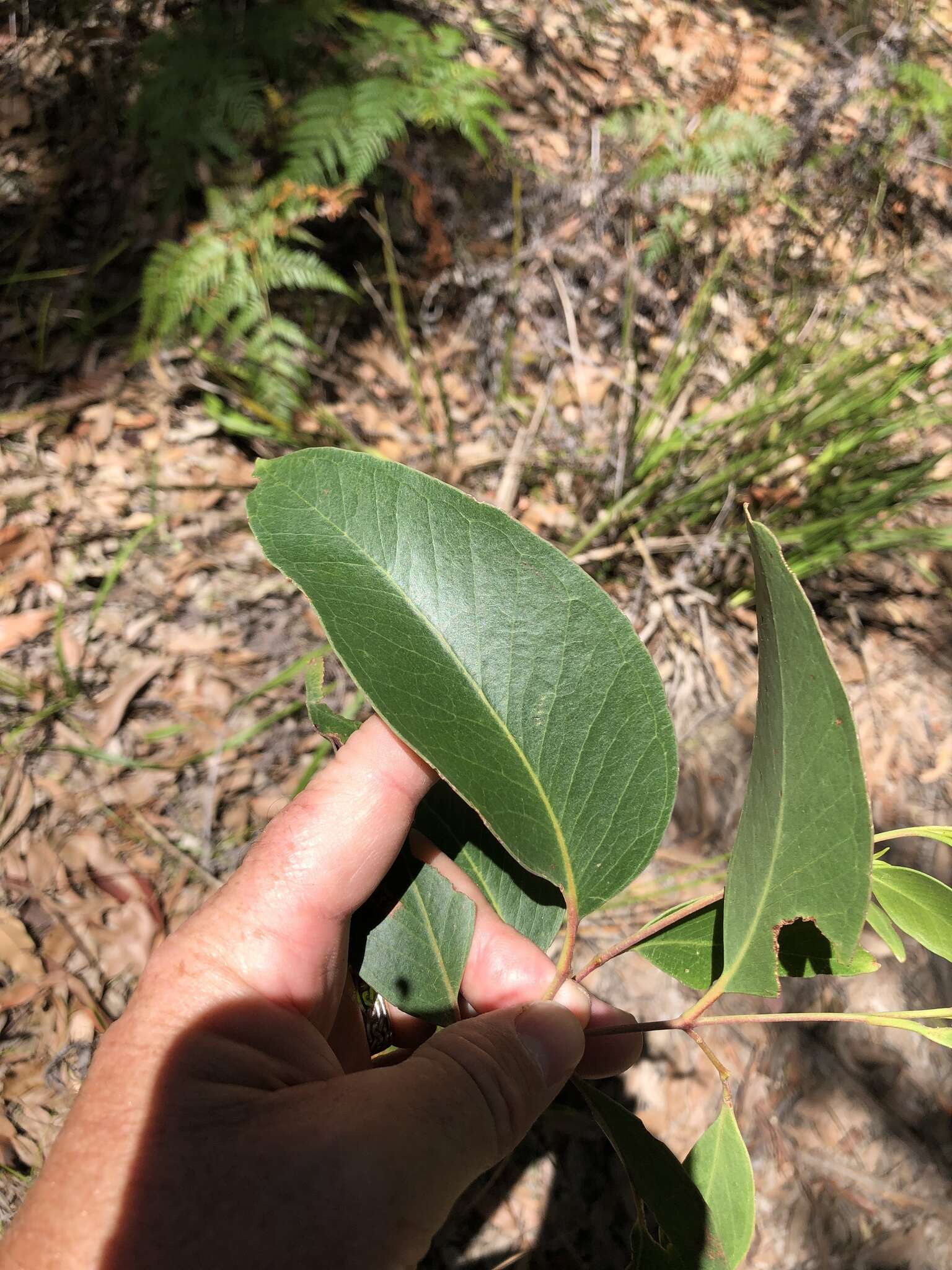 Image of blue-leaf stringybark