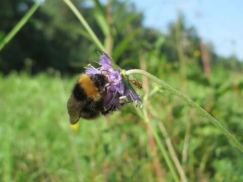 Image of Devil’s Bit Scabious