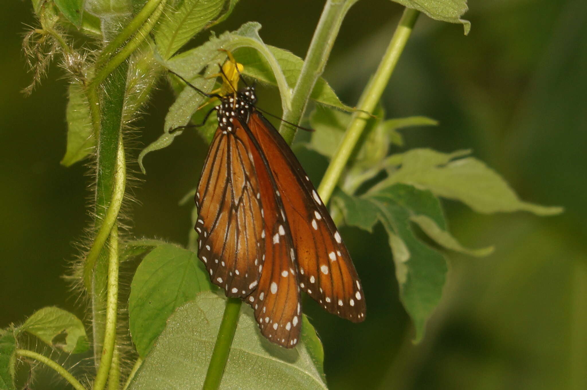 Sivun Danaus (Anosia) eresimus subsp. montezuma Talbot 1943 kuva