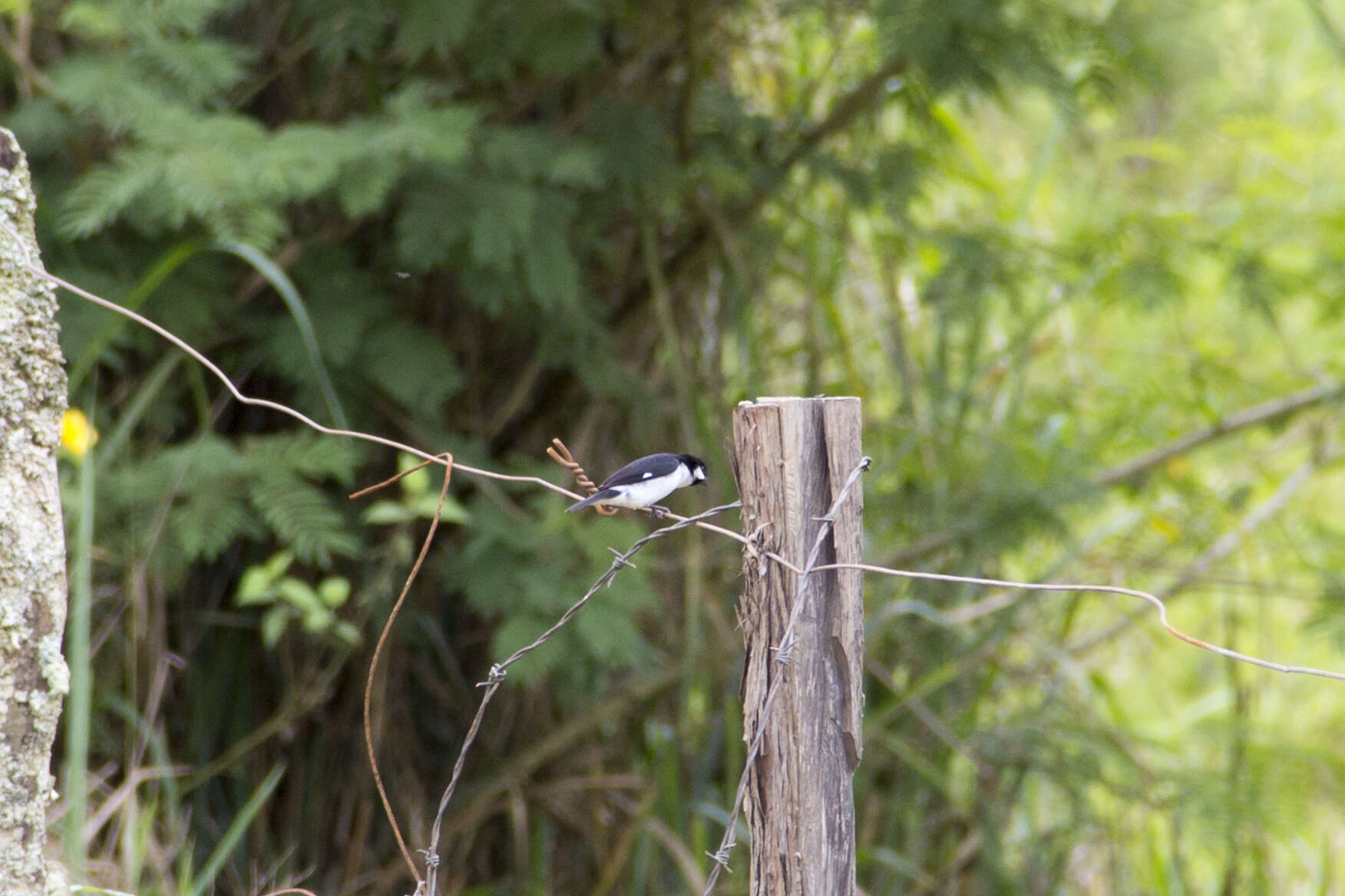 Image of Lined Seedeater