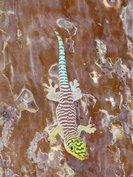 Image of Standing's Day Gecko