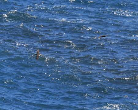 Image of Black Noddy