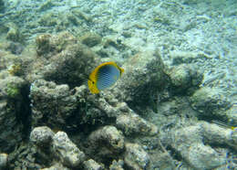 Image of Spot-tail Butterfly Fish