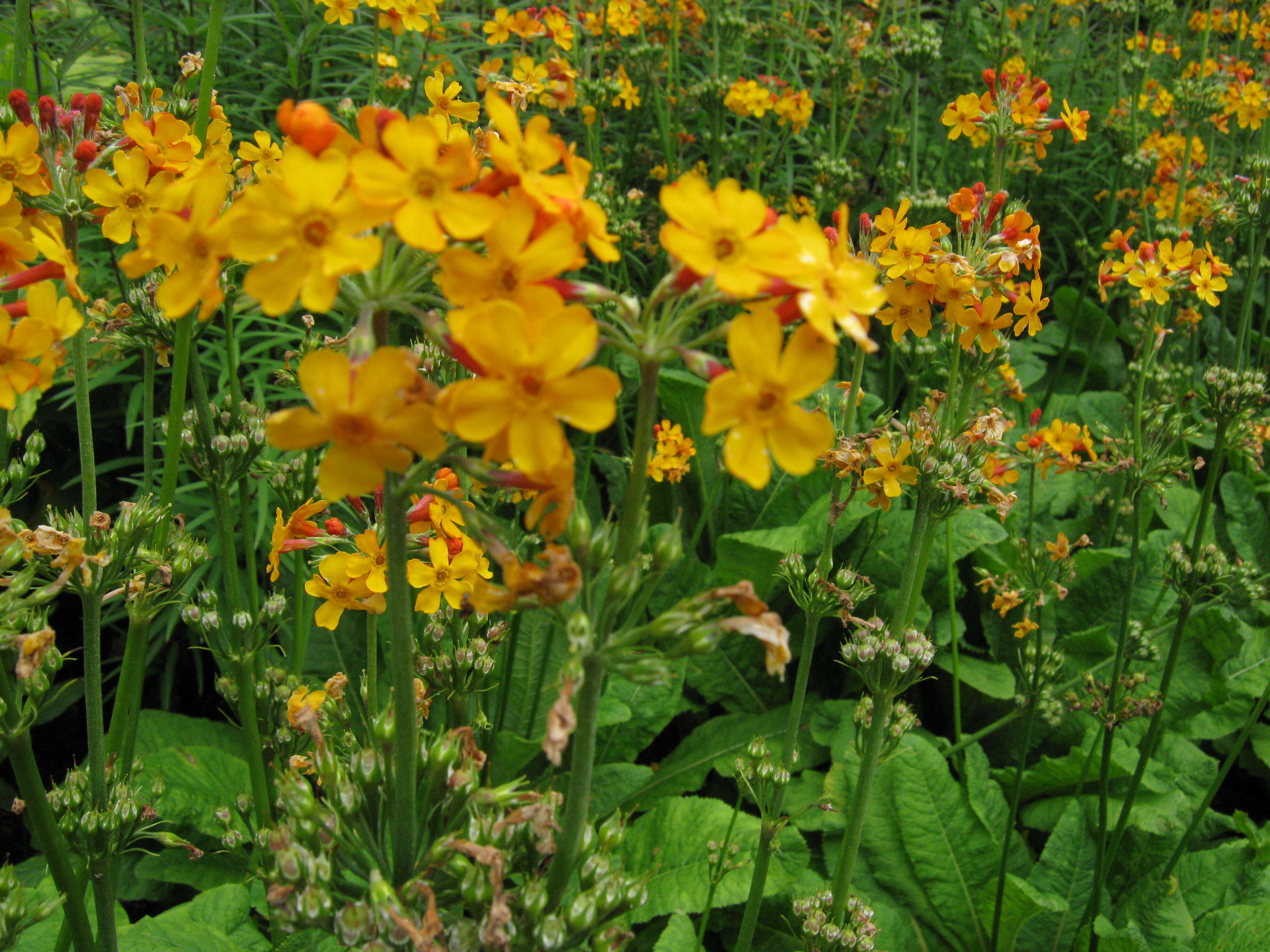 Imagem de Primula bulleyana Forrest