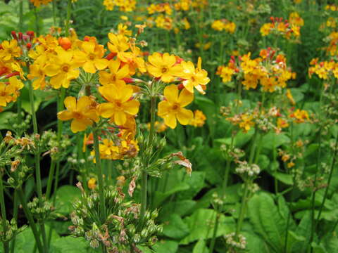 Primula bulleyana Forrest resmi