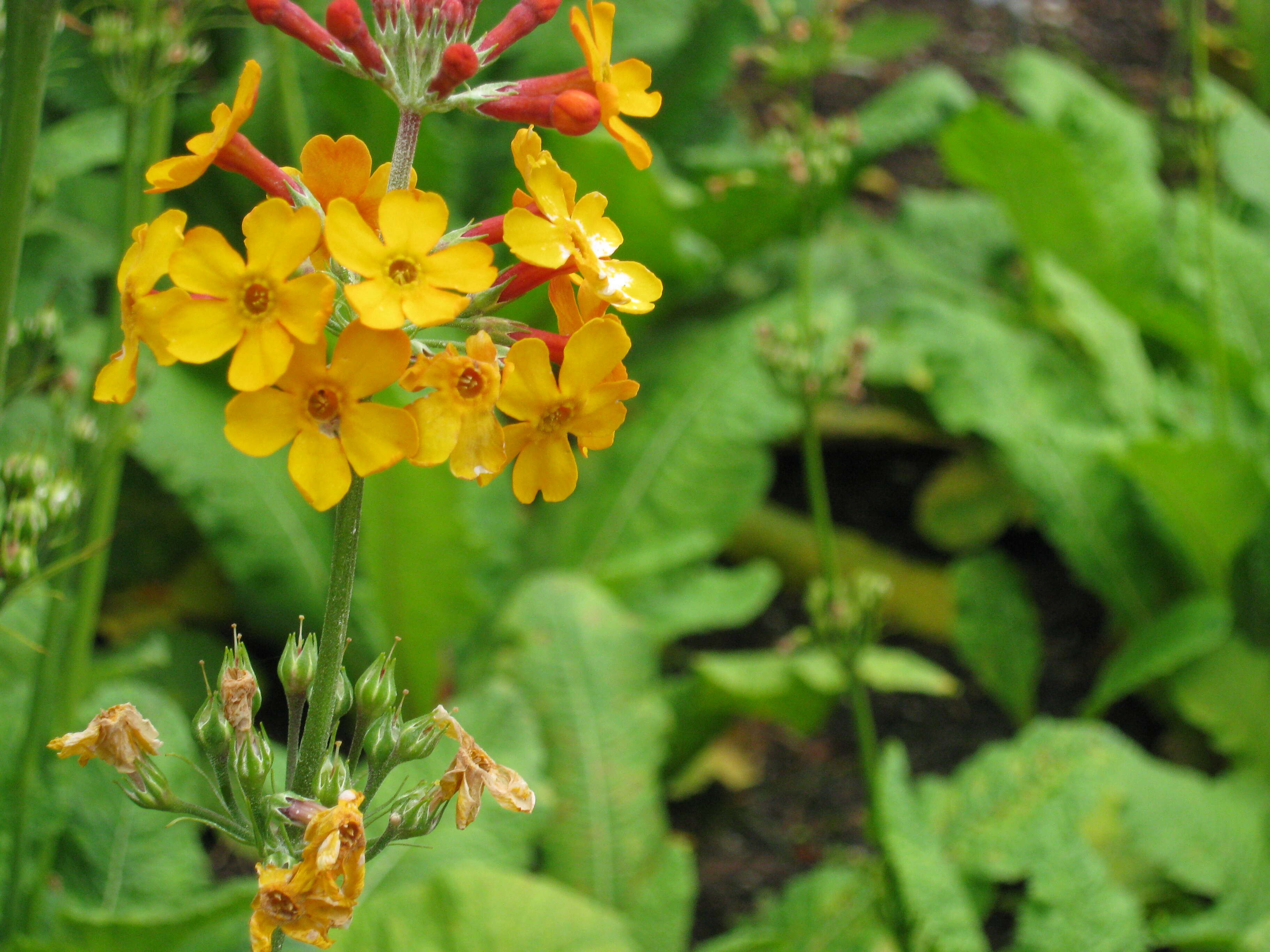 Primula bulleyana Forrest resmi