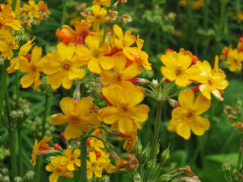 Primula bulleyana Forrest resmi