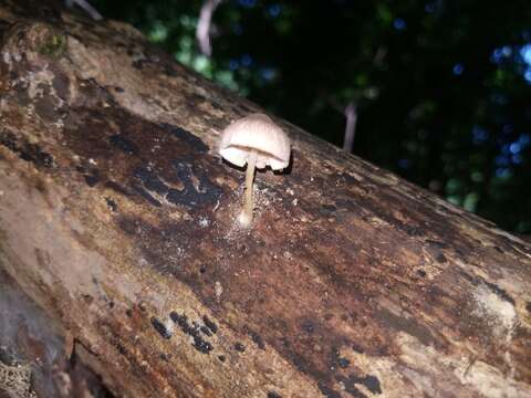 Image of Pluteus longistriatus (Peck) Peck 1885