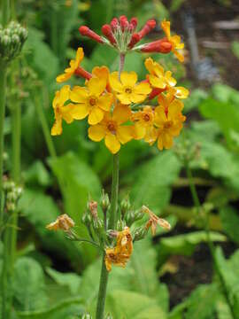 Primula bulleyana Forrest resmi