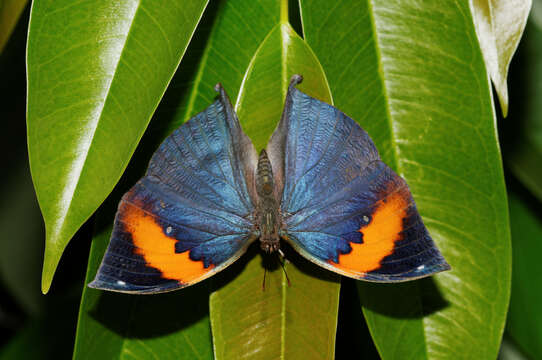 Image of Indian leafwing