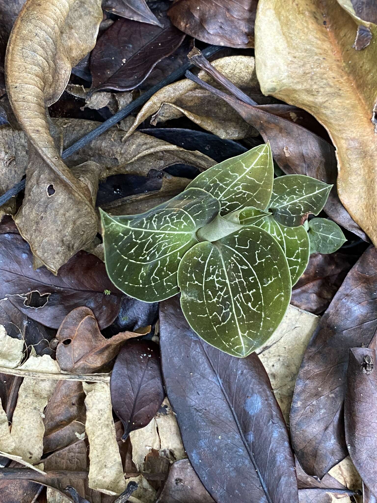 Image of Anoectochilus imitans Schltr.