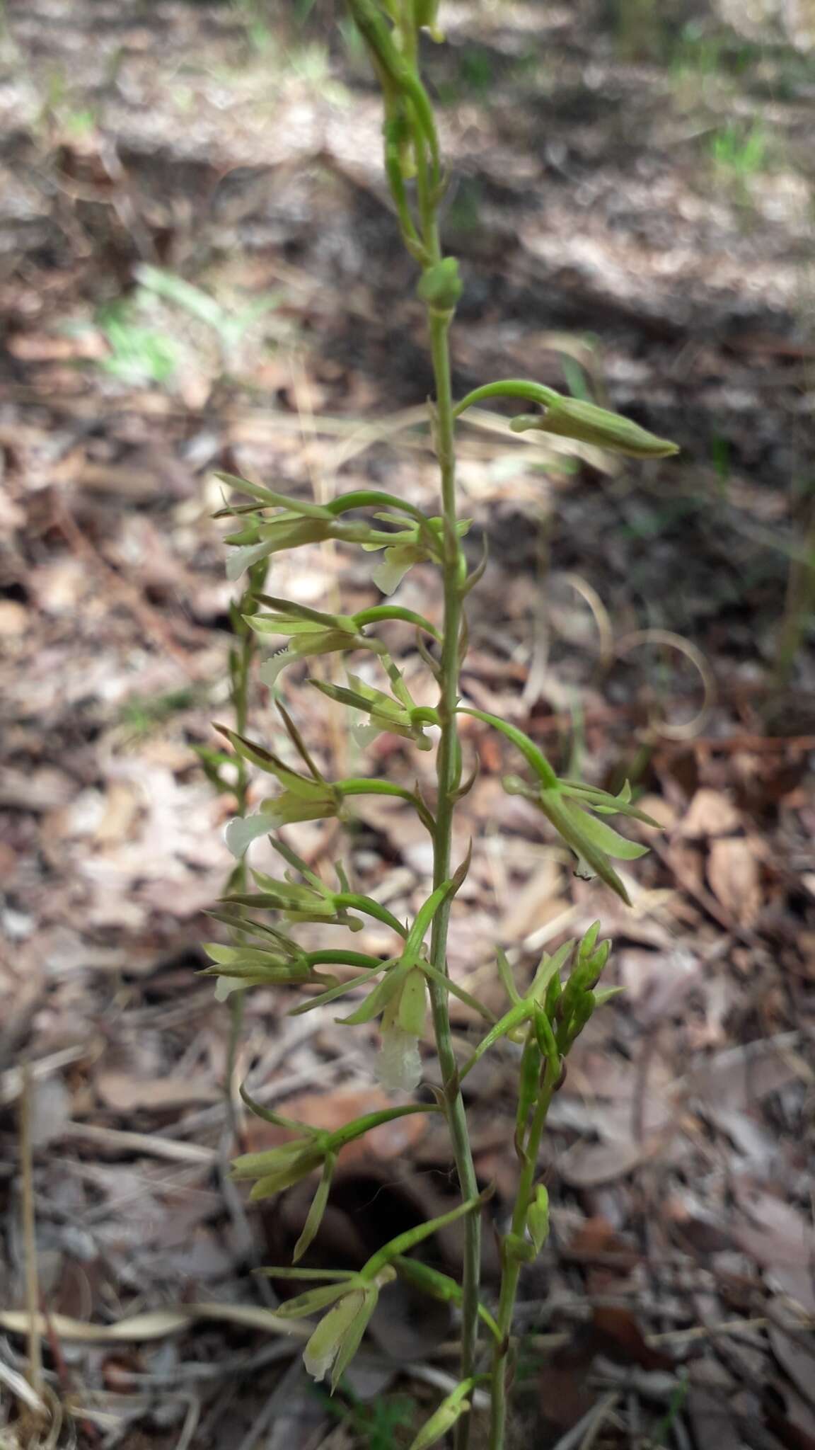 Image of Eulophia monile Rchb. fil.