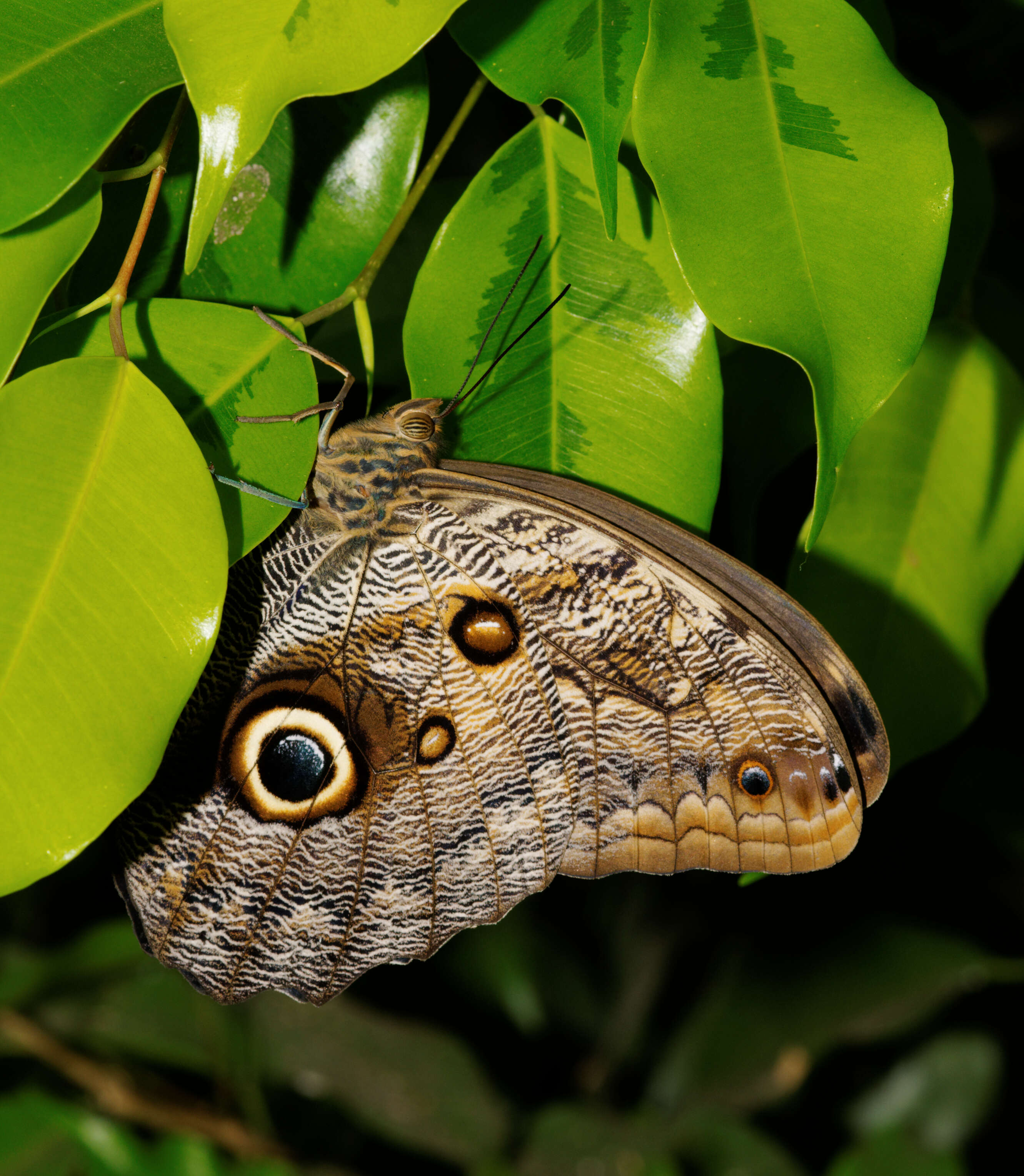 Imagem de Ficus benjamina L.