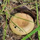 Слика од Russula consobrina (Fr.) Fr. 1838