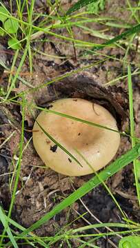 Слика од Russula consobrina (Fr.) Fr. 1838