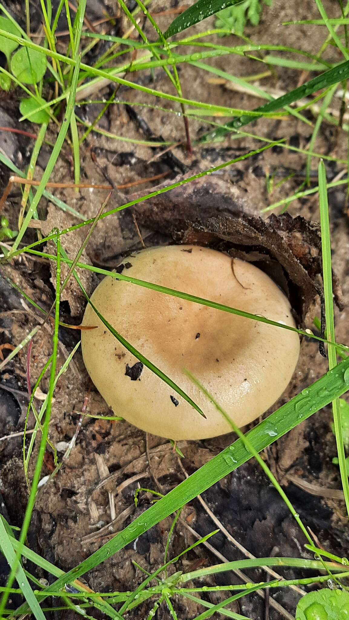 صورة Russula consobrina (Fr.) Fr. 1838